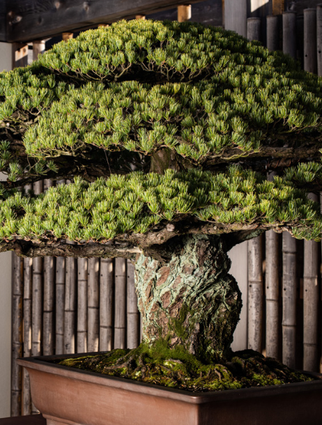 The Yamaki Pine: A story of resilience, dedication, and care